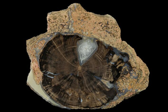 Petrified Wood (Schinoxylon) Round - Blue Forest, Wyoming #162924